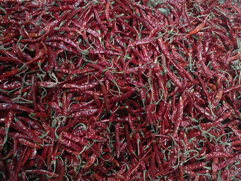 印度-辣椒-Sharma-5041处，，辣椒选把，，下料.jpg