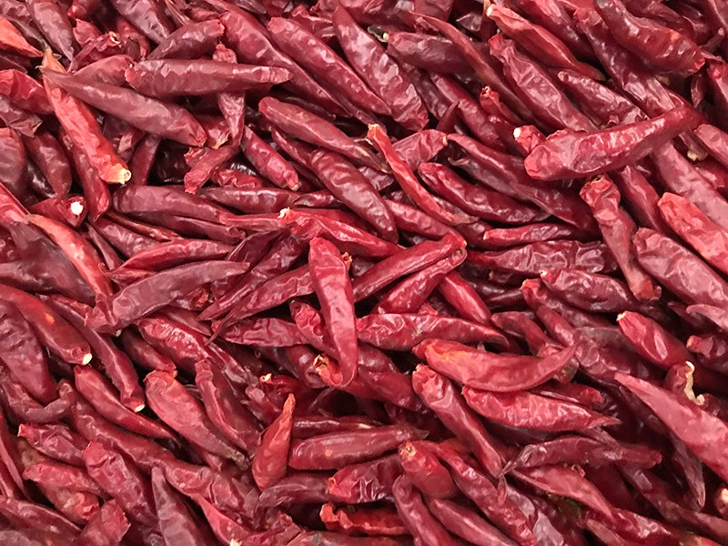 山东金乡-辣椒-李-3028处，，，好料改.jpg